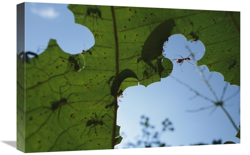 Global Gallery GCS-398562-1624-142 16 x 24 in. Leafcutter Ant Workers 
