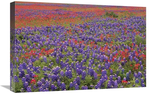 Global Gallery GCS-396876-1624-142 16 x 24 in. Hill Country Wildflower