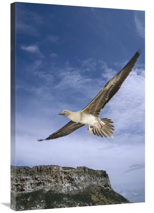 Global Gallery GCS-451195-2436-142 24 x 36 in. Red-Footed Booby Juveni