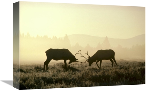 Global Gallery GCS-451862-1218-142 12 x 18 in. Elk Two Males Sparring 