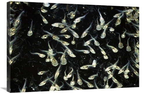 Global Gallery GCS-453369-2436-142 24 x 36 in. African Clawed Frog Tad