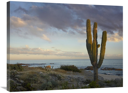 Global Gallery GCS-396259-2432-142 24 x 32 in. Saguaro Cactus at Beach