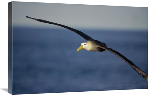 Global Gallery GCS-451367-2030-142 20 x 30 in. Waved Albatross Flying&