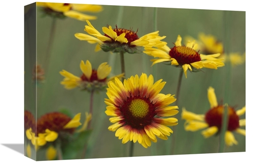 Global Gallery GCS-396060-1216-142 12 x 16 in. Indian Blanket Flowers 