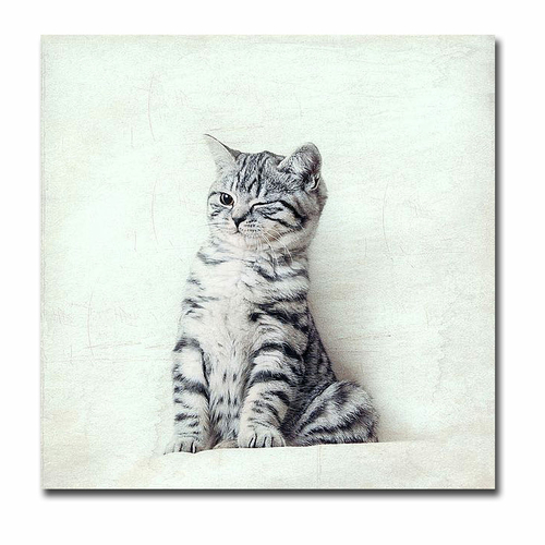 Artistic Home Gallery 1616948IG Cat Winks by Nadia Attura Premium Gall