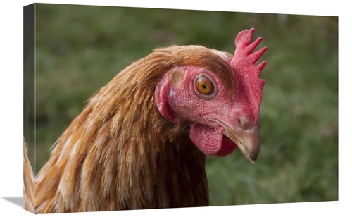 Global Gallery GCS-397450-1624-142 16 x 24 in. Domestic Chicken, F