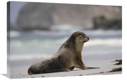 Global Gallery GCS-452920-2030-142 20 x 30 in. Australian Sea Lion on 
