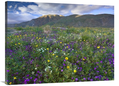 Global Gallery GCS-397055-3040-142 30 x 40 in. Wildflowers Carpeting t