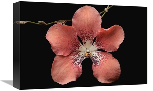 Global Gallery GCS-397540-1218-142 12 x 18 in. Orchid Flower, Saba