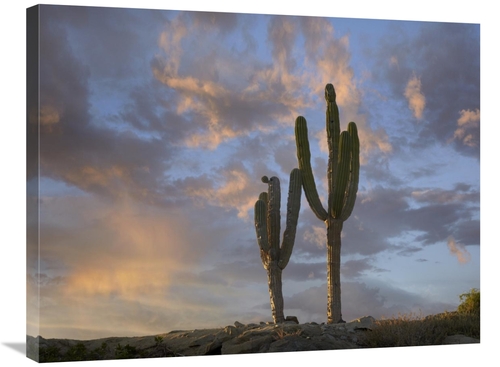 Global Gallery GCS-396081-2432-142 24 x 32 in. Saguaro Cacti, Cabo
