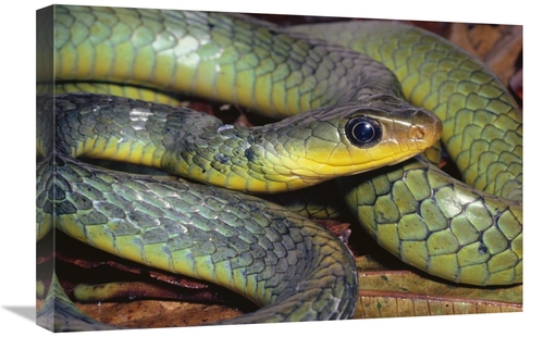 Global Gallery GCS-397237-1624-142 16 x 24 in. Green Racer Close-Up&#4