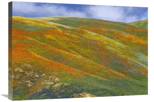 Global Gallery GCS-397027-30-142 30 in. California Poppy Covered Hills