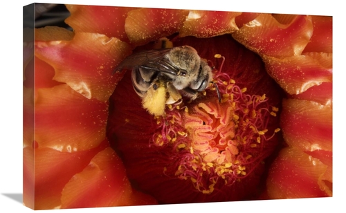 Global Gallery GCS-397742-1624-142 16 x 24 in. Cactus Bee Feeding on B