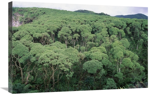 Global Gallery GCS-451255-2030-142 20 x 30 in. Scalesia Forest During 