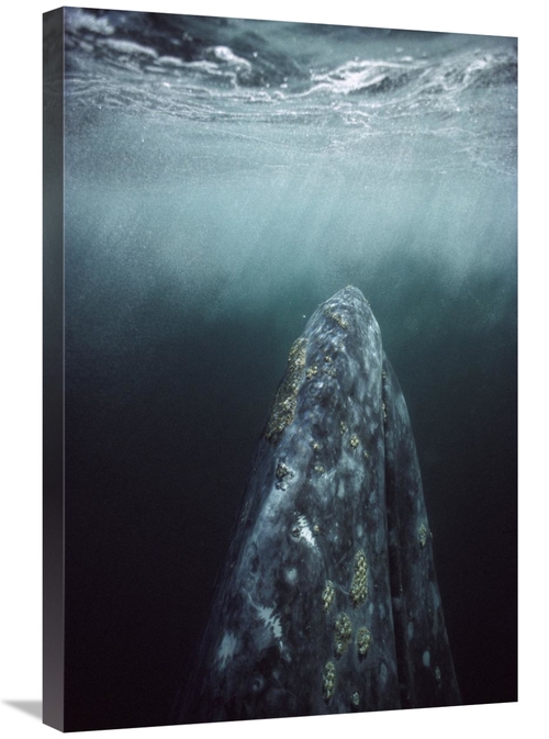 Global Gallery GCS-451695-2030-142 20 x 30 in. Gray Whale in Breeding 