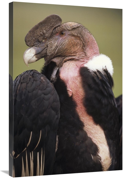 Global Gallery GCS-451248-2436-142 24 x 36 in. Andean Condor Male,