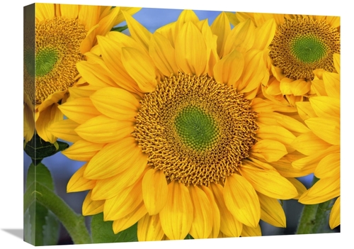 Global Gallery GCS-396748-1824-142 18 x 24 in. Common Sunflower Group 