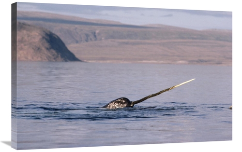 Global Gallery GCS-450594-2436-142 24 x 36 in. Narwhal Surfacing, 