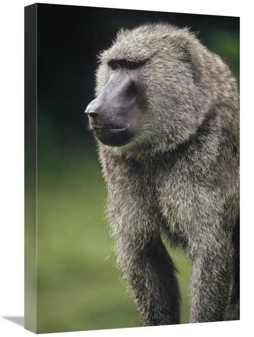 Global Gallery GCS-452819-1624-142 16 x 24 in. Olive Baboon Male Portr