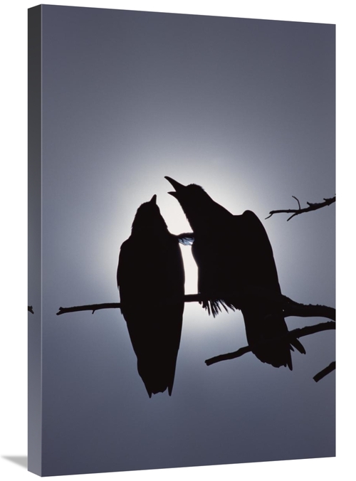 Global Gallery GCS-451899-2030-142 20 x 30 in. Common Raven Pair Perch