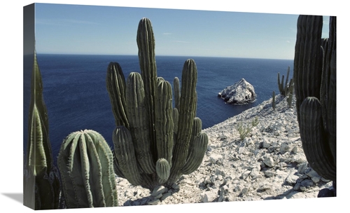 Global Gallery GCS-451705-1624-142 16 x 24 in. Cardon Cactus on Cliffs