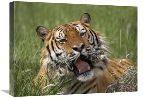 Global Gallery GCS-396414-1824-142 18 x 24 in. Siberian Tiger Yawning&