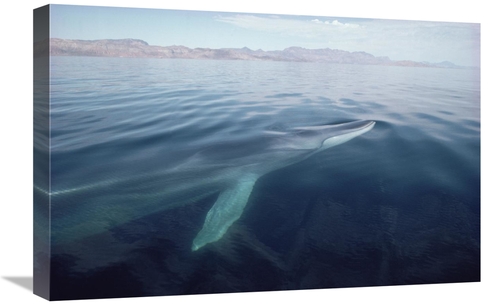 Global Gallery GCS-450569-1624-142 16 x 24 in. Fin Whale Surfacing&#44