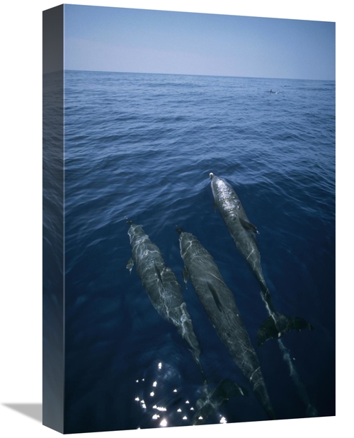 Global Gallery GCS-450624-1218-142 12 x 18 in. Bottlenose Dolphin Trio