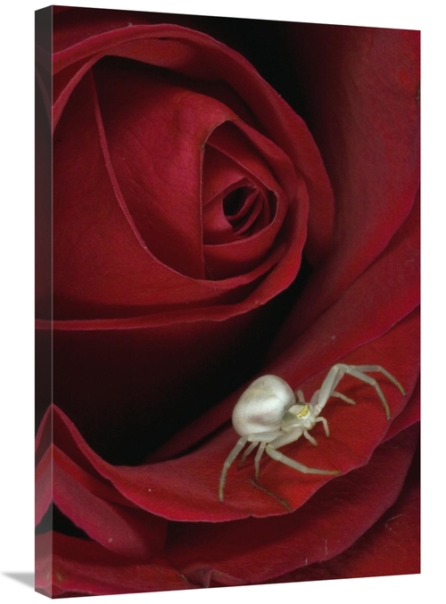 Global Gallery GCS-451948-2030-142 20 x 30 in. Goldenrod Crab Spider o