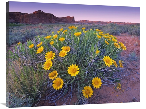 Global Gallery GCS-452218-3040-142 30 x 40 in. Sunflowers & Buttes&#44