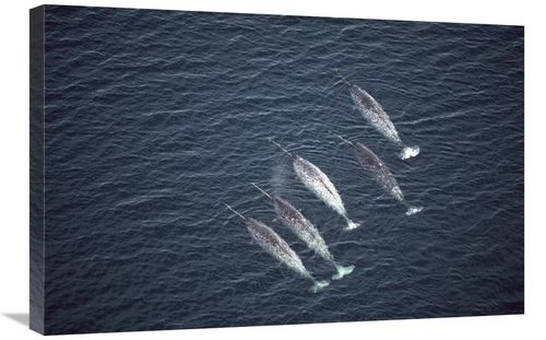 Global Gallery GCS-450598-2030-142 20 x 30 in. Narwhals Near Water Sur