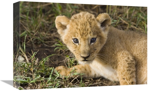 Global Gallery GCS-395852-1218-142 12 x 18 in. African Lion Five Week 