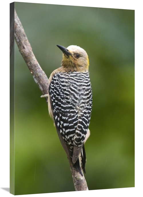 Global Gallery GCS-397282-2436-142 24 x 36 in. Hoffmanns Woodpecker&#4