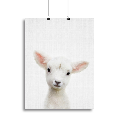Peekaboo Baby Sheep Canvas Print or Poster