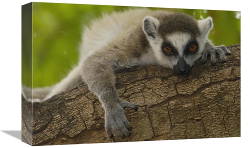 Global Gallery GCS-453235-1218-142 12 x 18 in. Ring-Tailed Lemur Portr