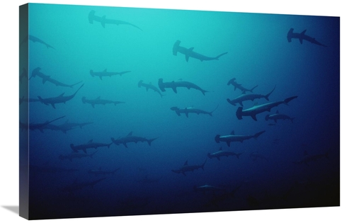 Global Gallery GCS-450745-2030-142 20 x 30 in. Scalloped Hammerhead Sh