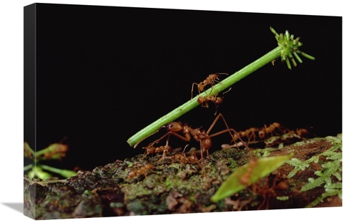 Global Gallery GCS-450772-1624-142 16 x 24 in. Leafcutter Ant Workers 