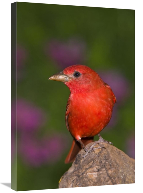 Global Gallery GCS-453355-2030-142 20 x 30 in. Summer Tanager Male&#44