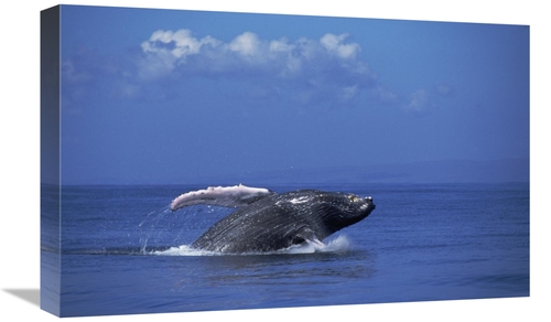 Global Gallery GCS-451036-22-142 22 in. Humpback Whale Breaching, 