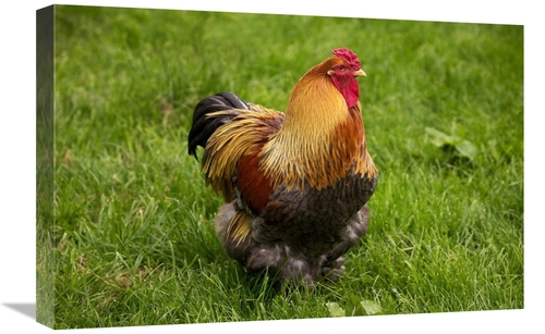 Global Gallery GCS-397527-1624-142 16 x 24 in. Domestic Chicken, P