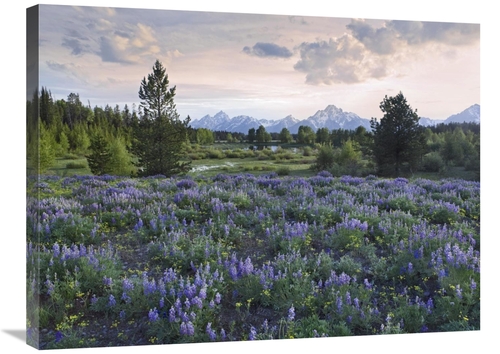 Global Gallery GCS-452244-2432-142 24 x 32 in. Lupine Meadow, Gran