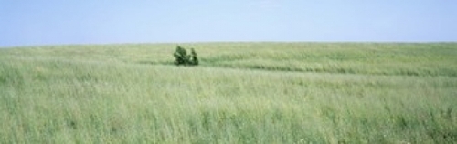 Panoramic Images PPI61829L Grass on a field  Prairie Grass  Iowa  USA 