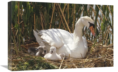 Global Gallery GCS-452284-1624-142 16 x 24 in. Mute Swan Parent with C