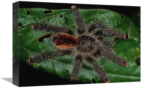 Global Gallery GCS-450797-1218-142 12 x 18 in. Tarantula Juvenile,