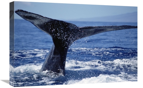 Global Gallery GCS-451034-1624-142 16 x 24 in. Humpback Whale Whale Ta