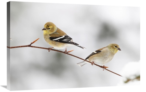 Global Gallery GCS-397599-2436-142 24 x 36 in. American Goldfinch Pair