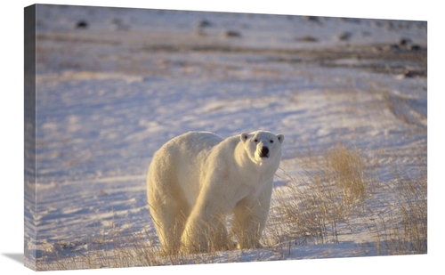 Global Gallery GCS-450938-2030-142 20 x 30 in. Polar Bear Standing on 
