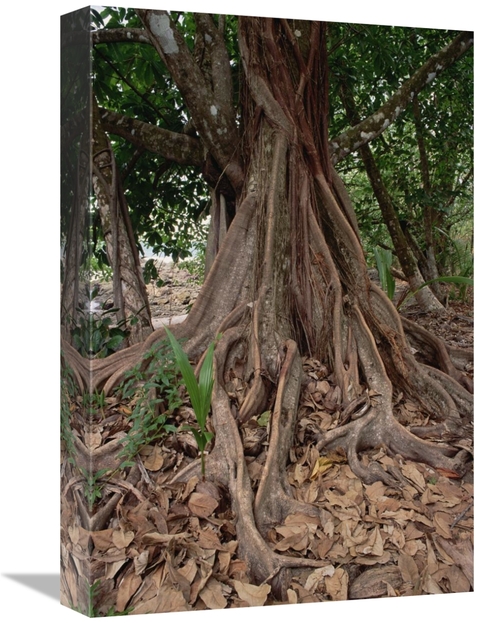 Global Gallery GCS-452829-1218-142 12 x 18 in. Fig in Lowland Tropical