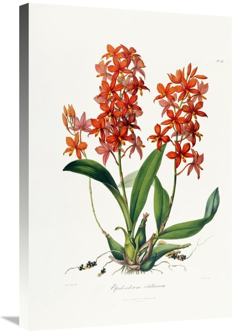 Global Gallery GCS-266778-30-142 30 in. Star Orchid Art Print - John L