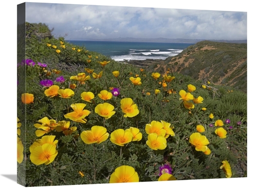 Global Gallery GCS-396591-2024-142 20 x 24 in. California Poppy Field&